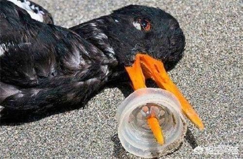 残酷天使的行动纲领 历史上哪个发明最残忍? 那当然是杀伤性武器的发明了