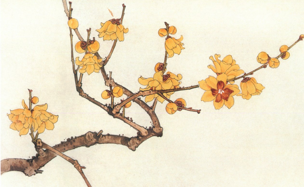 腊梅花样子的描写 文章目录