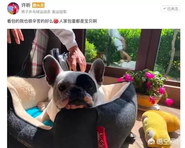 许昕再次维护樊振东了吗 2019年是许昕年还是樊振东年? 分别是亚锦赛