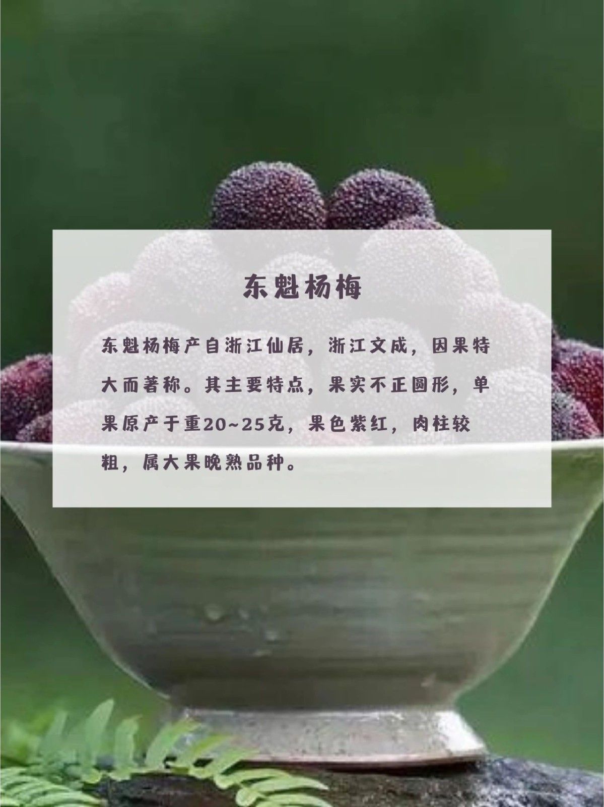 浙江7大杨梅,你都吃过吗? 仙居和青田