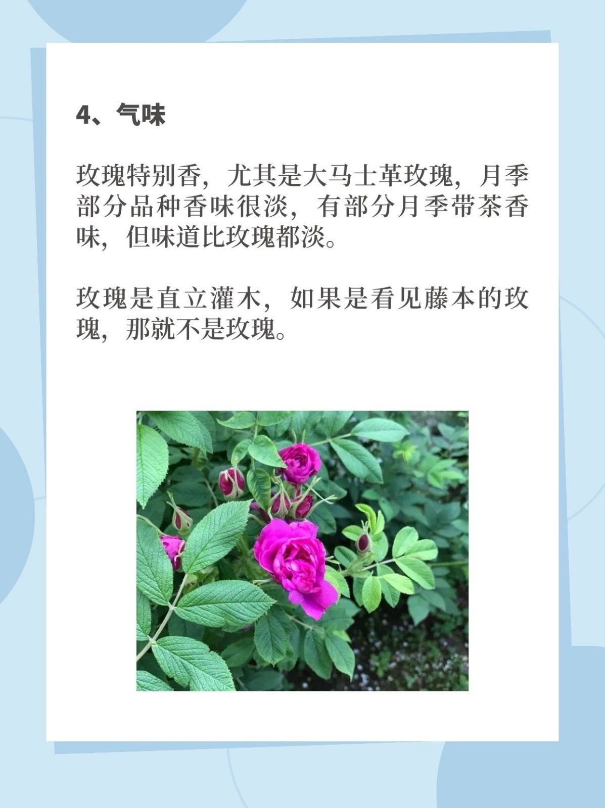 花型差距特别大