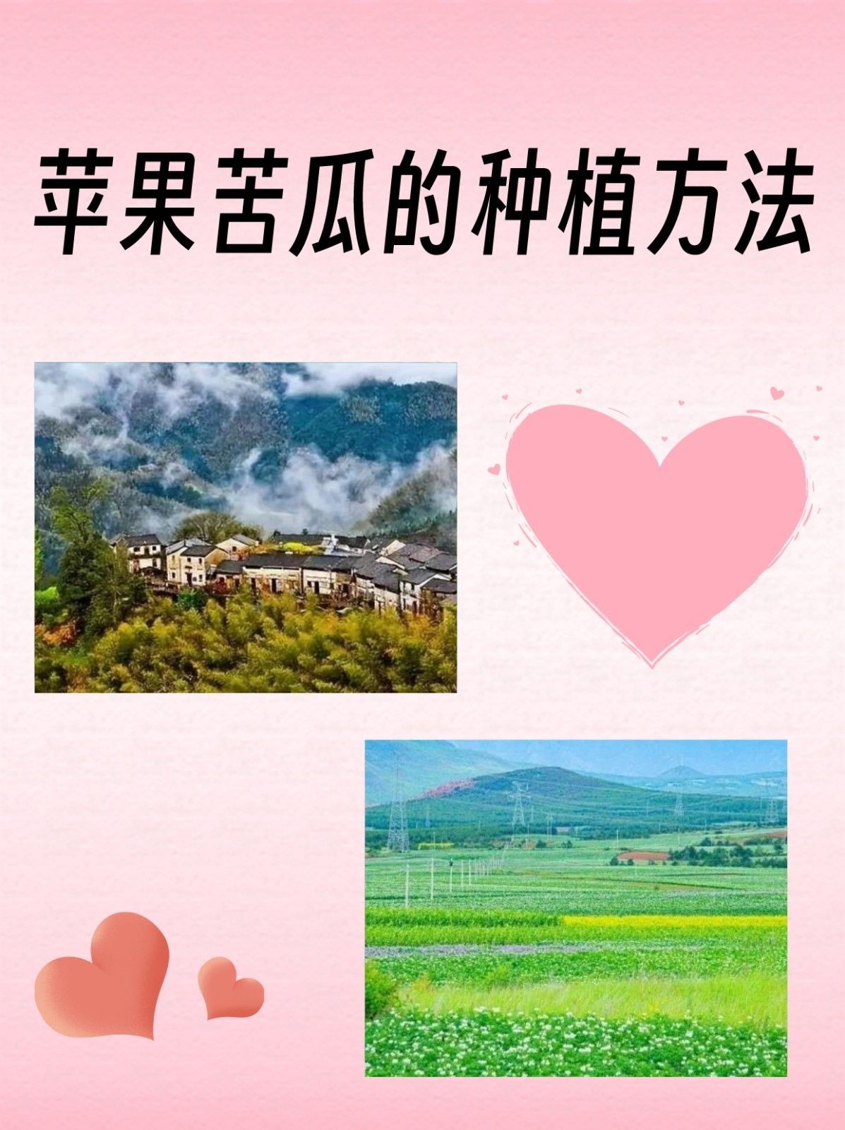 苹果苦瓜的种植方法 文章目录