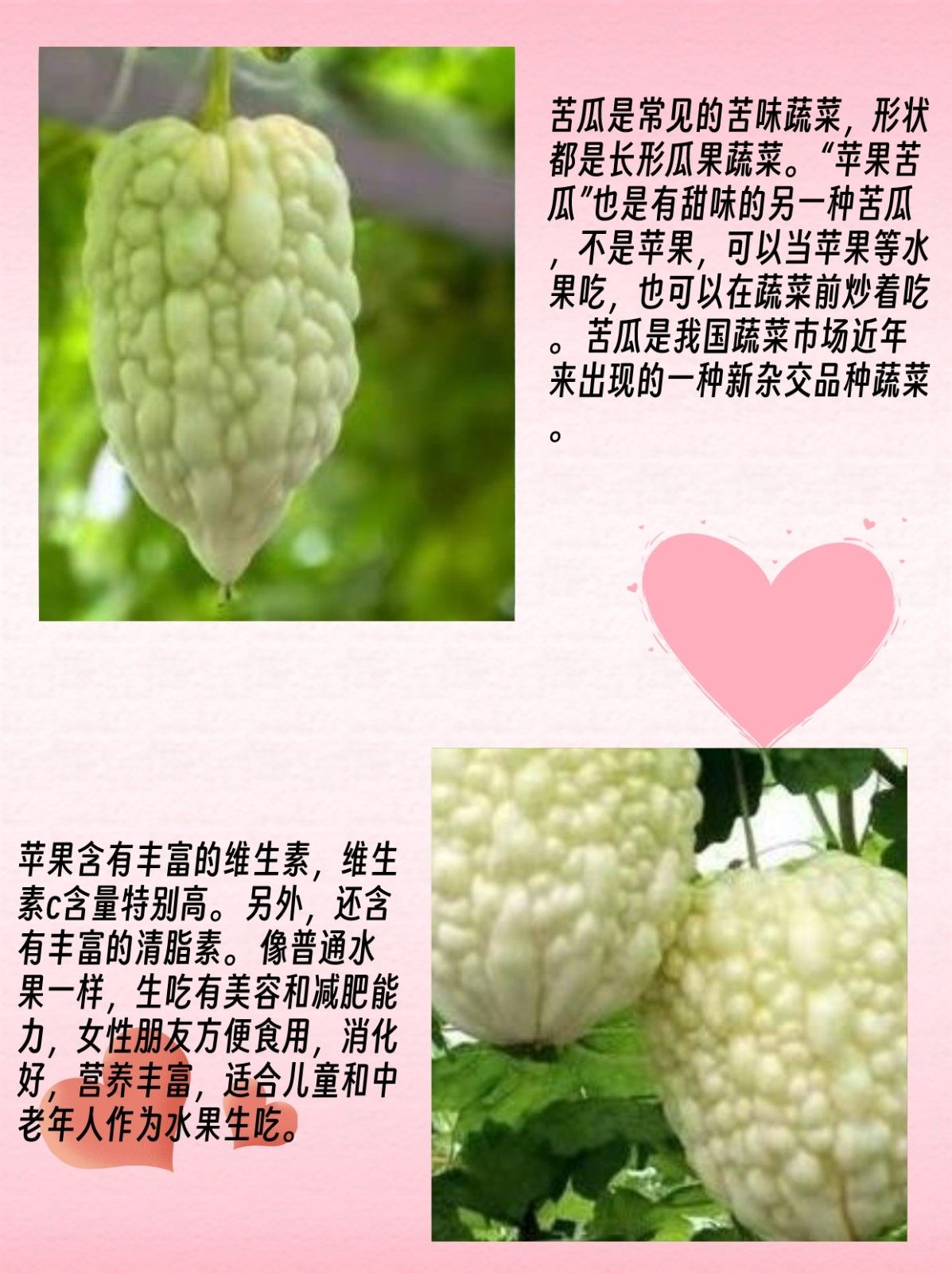 苹果苦瓜的种植方法 文章目录: