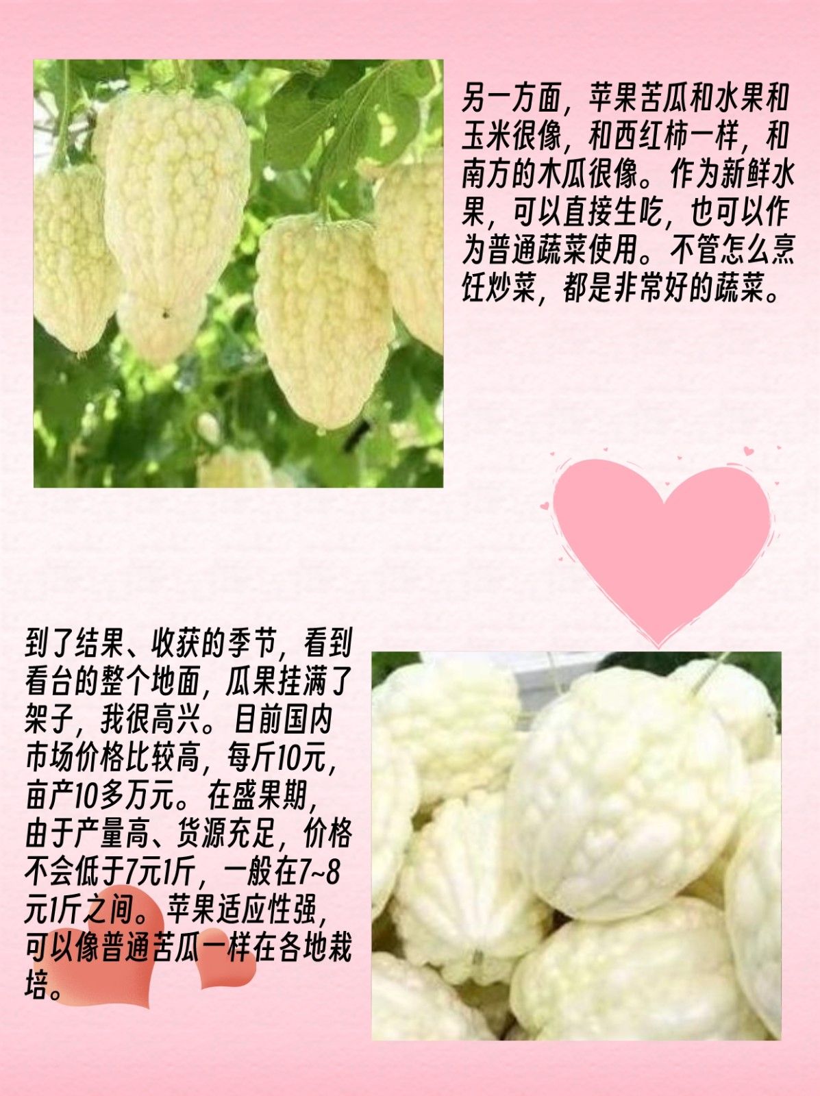 苹果苦瓜的种植方法 苹果苦瓜的种植方法