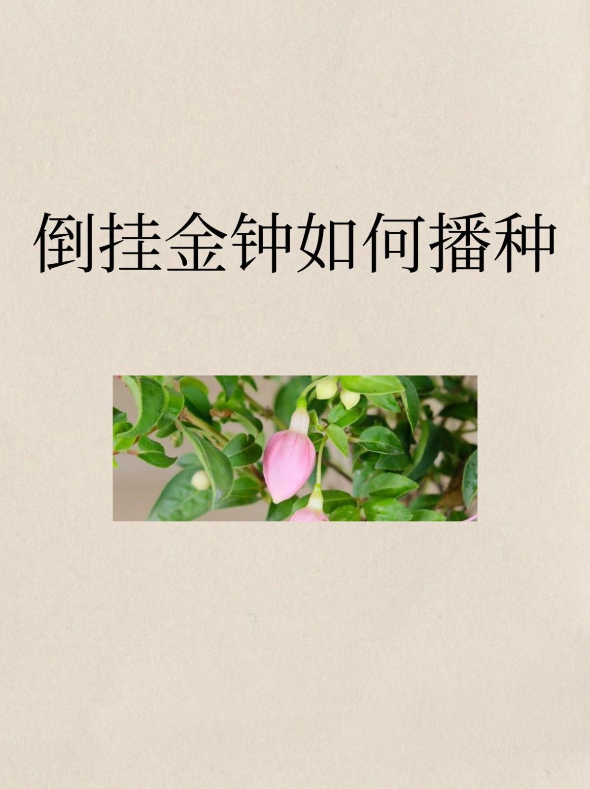 倒挂金钟如何播种 文章目录