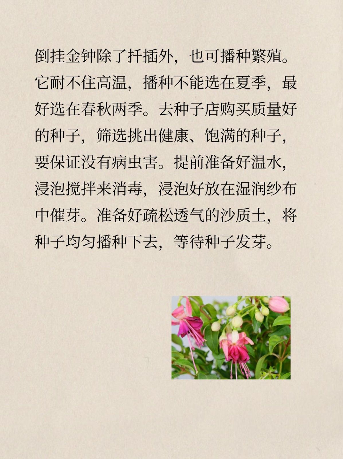 倒挂金钟如何播种 文章目录: