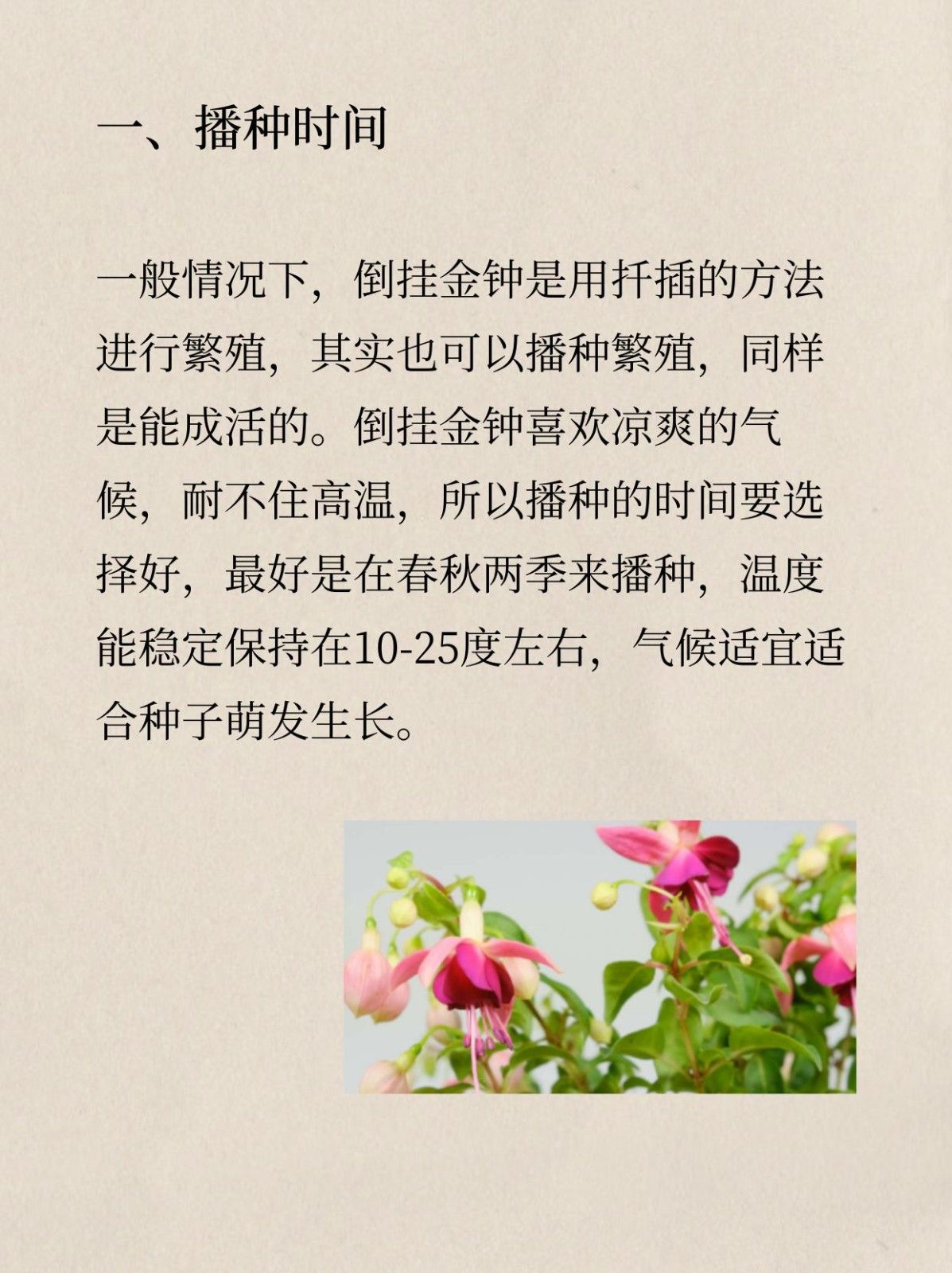 倒挂金钟如何播种 倒挂金钟如何播种