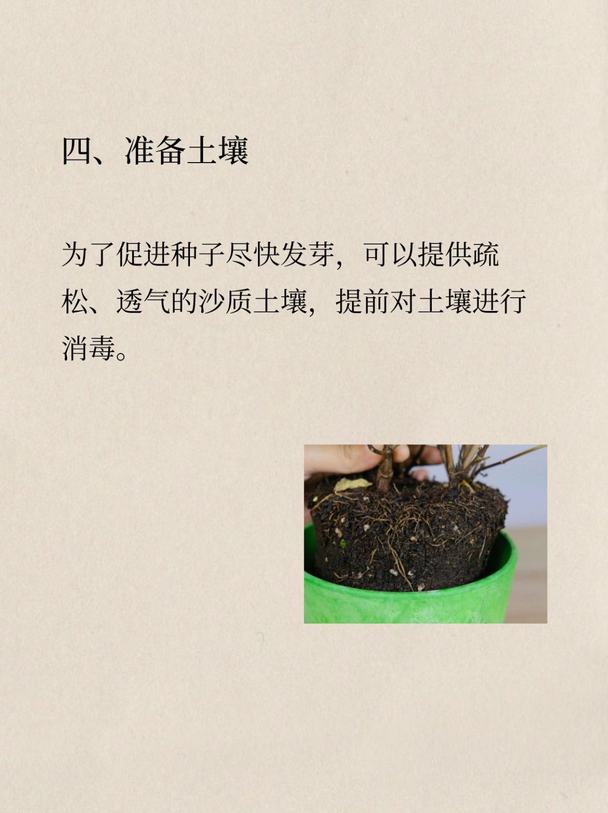 倒挂金钟如何播种 同题参见它耐不住高温