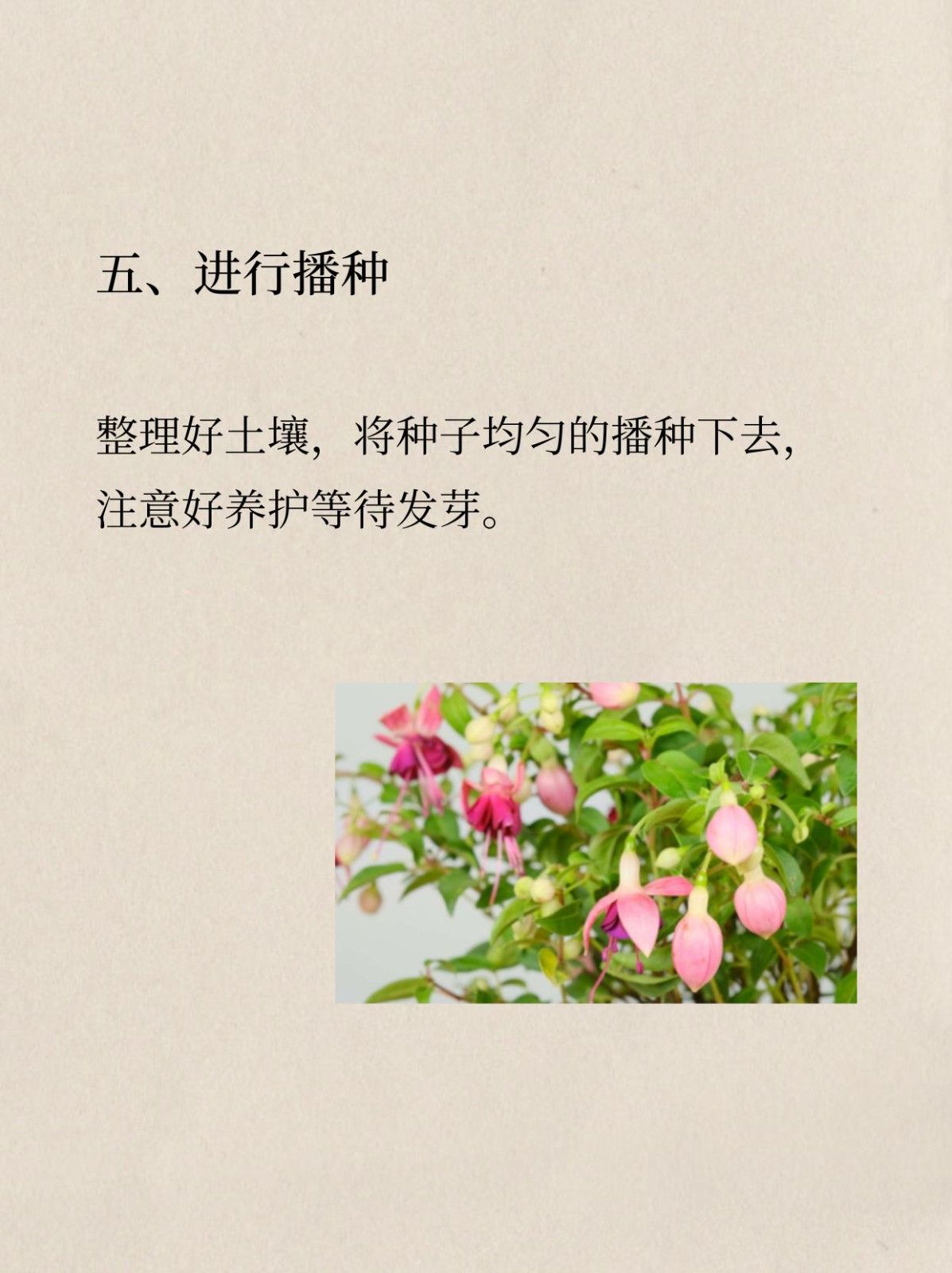 倒挂金钟如何播种 播种不能选在夏季