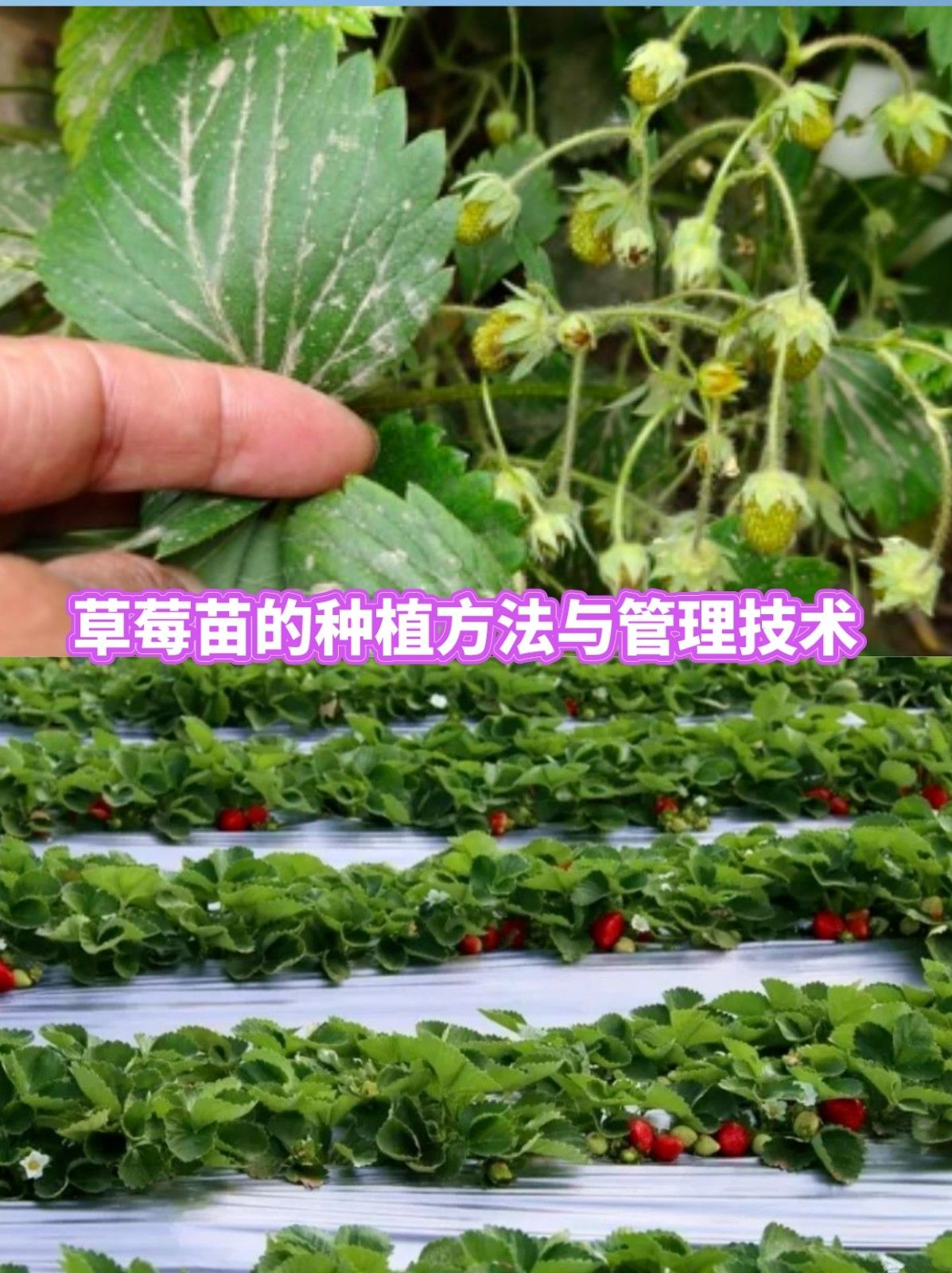 草莓苗的种植方法与管理技术 文章目录