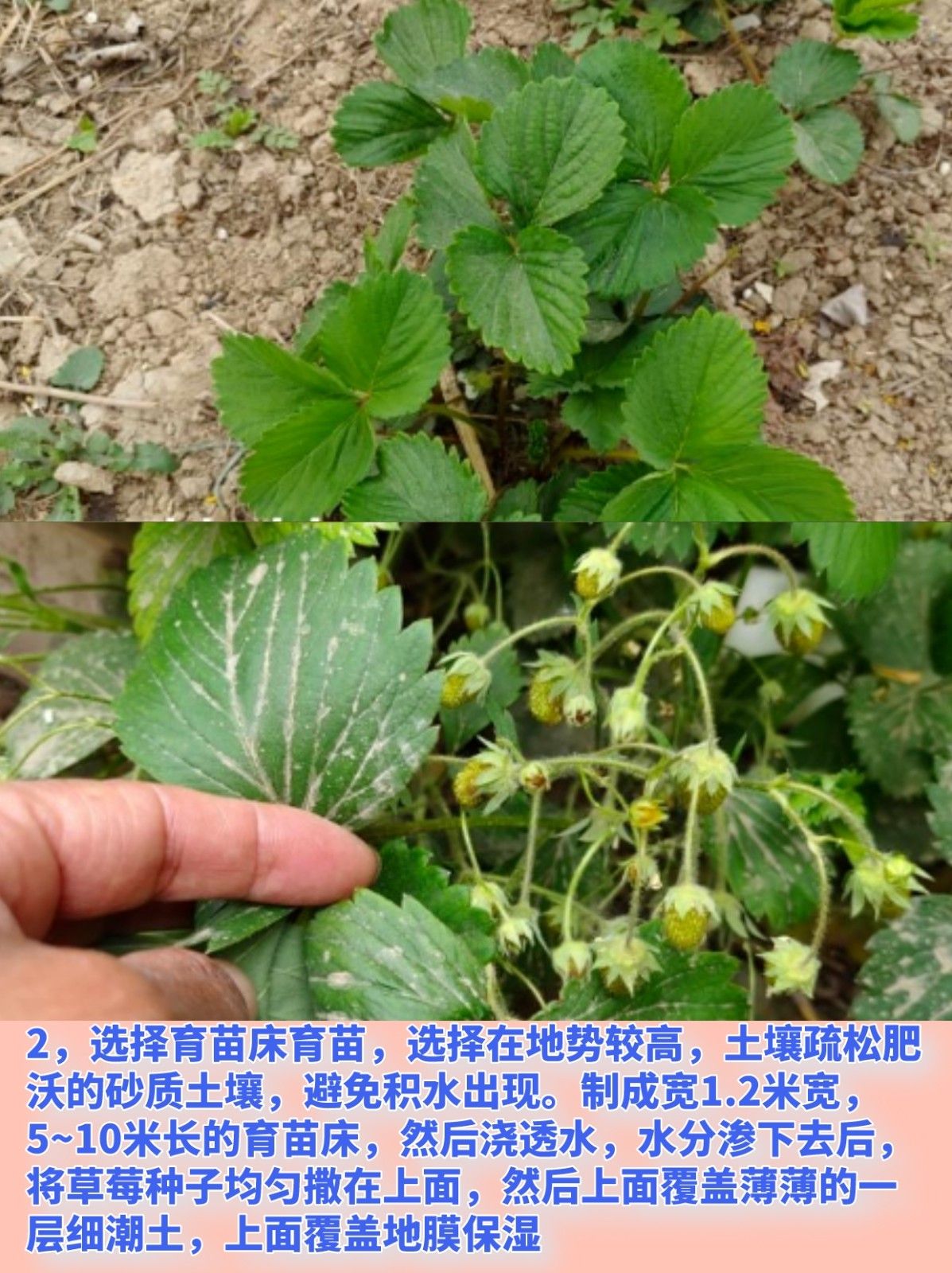 草莓苗的种植方法与管理技术 草莓苗的种植方法与管理技术