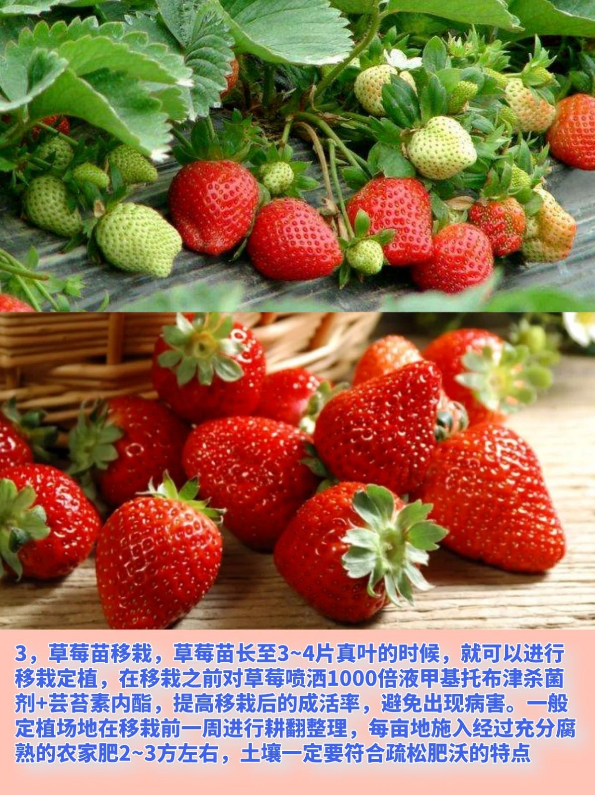草莓苗的种植方法与管理技术 准备草莓幼苗