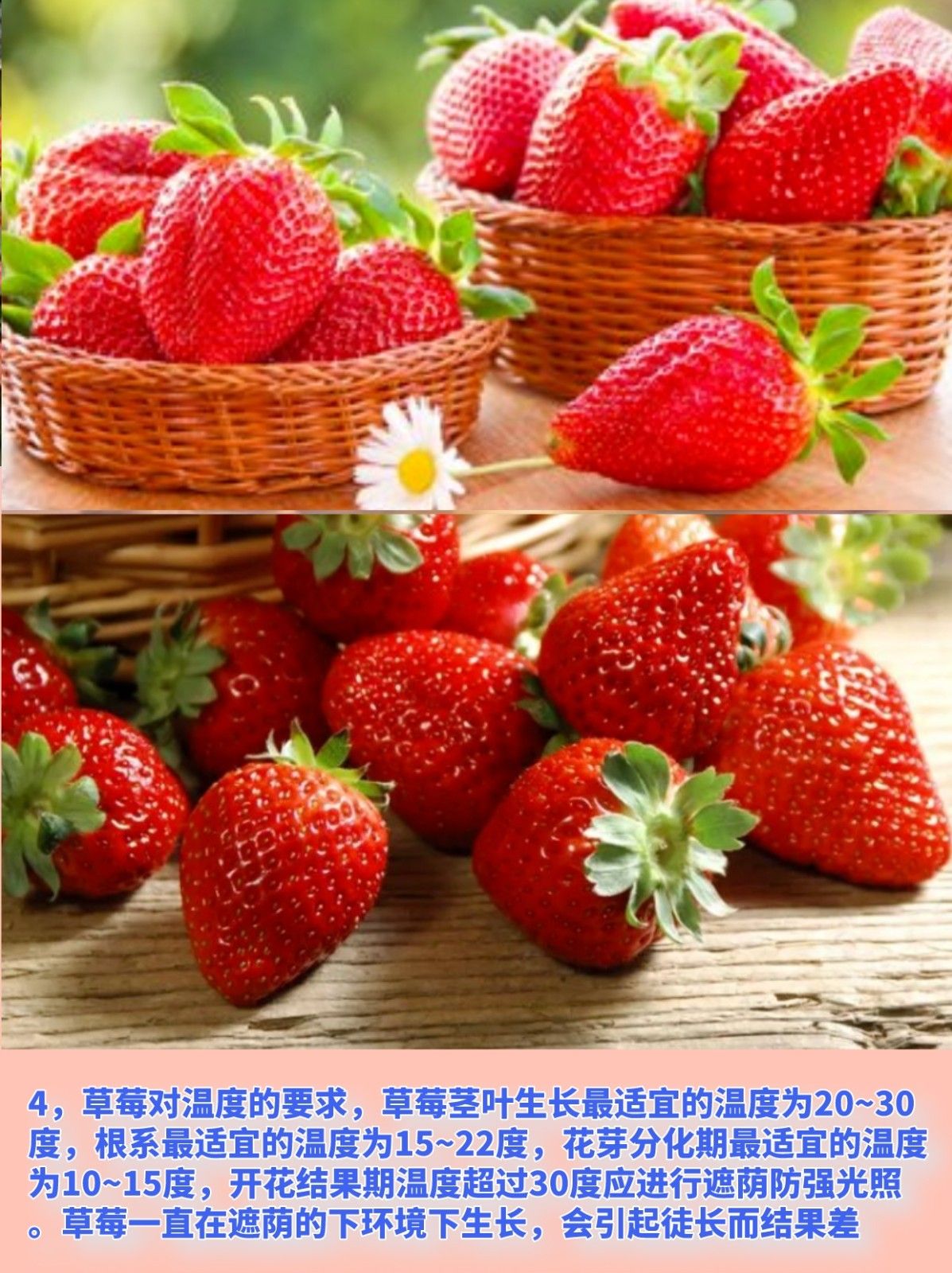 草莓苗的种植方法与管理技术 草莓可通过分株繁殖与播种育苗
