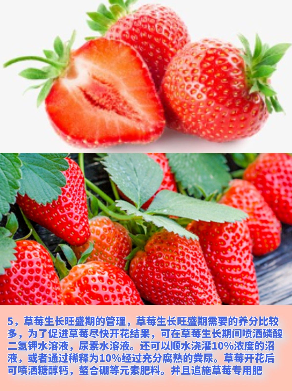 草莓苗的种植方法与管理技术 选择生长健壮