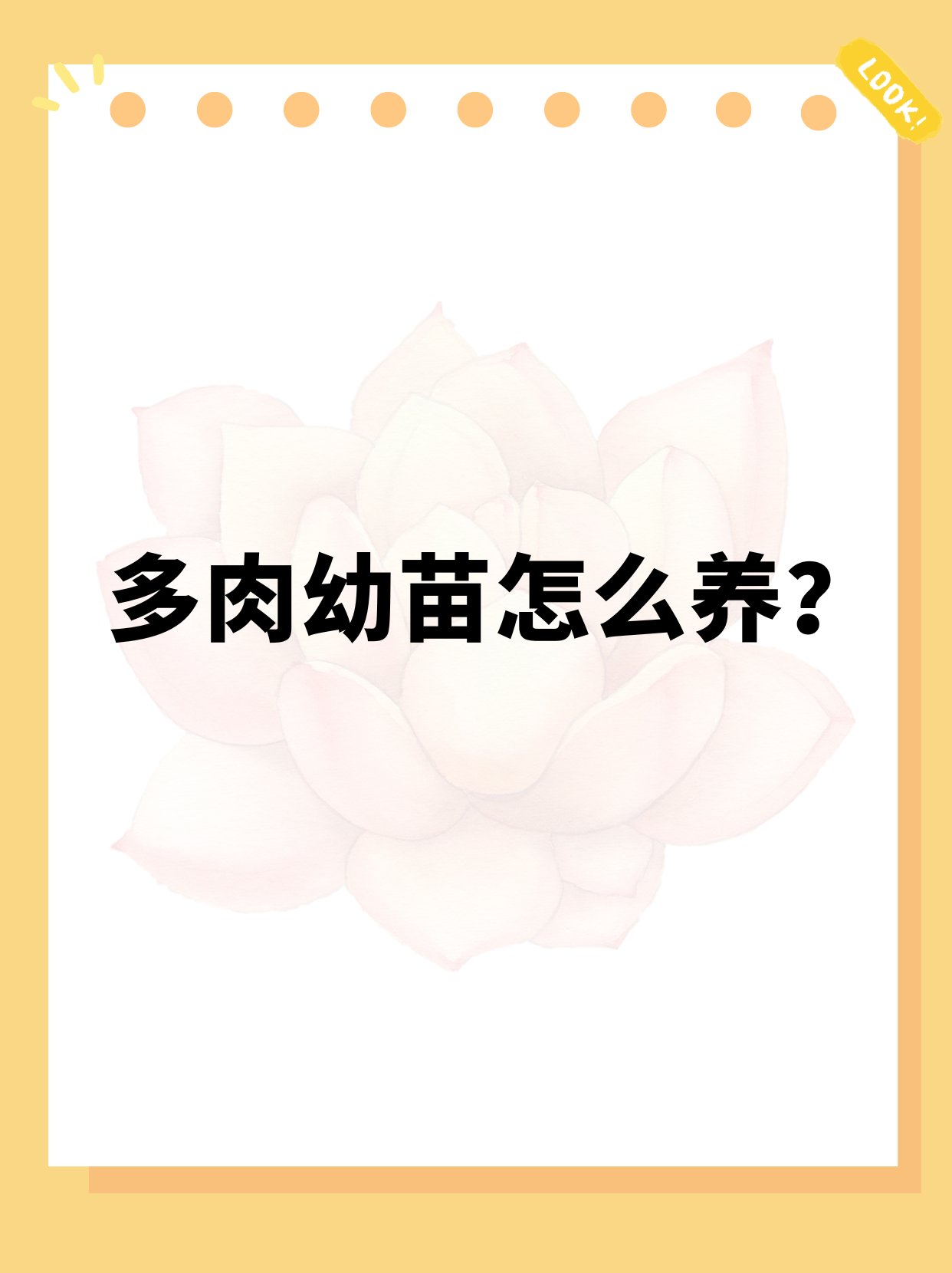 多肉幼苗怎么养? 无病虫危害的脱毒苗最好
