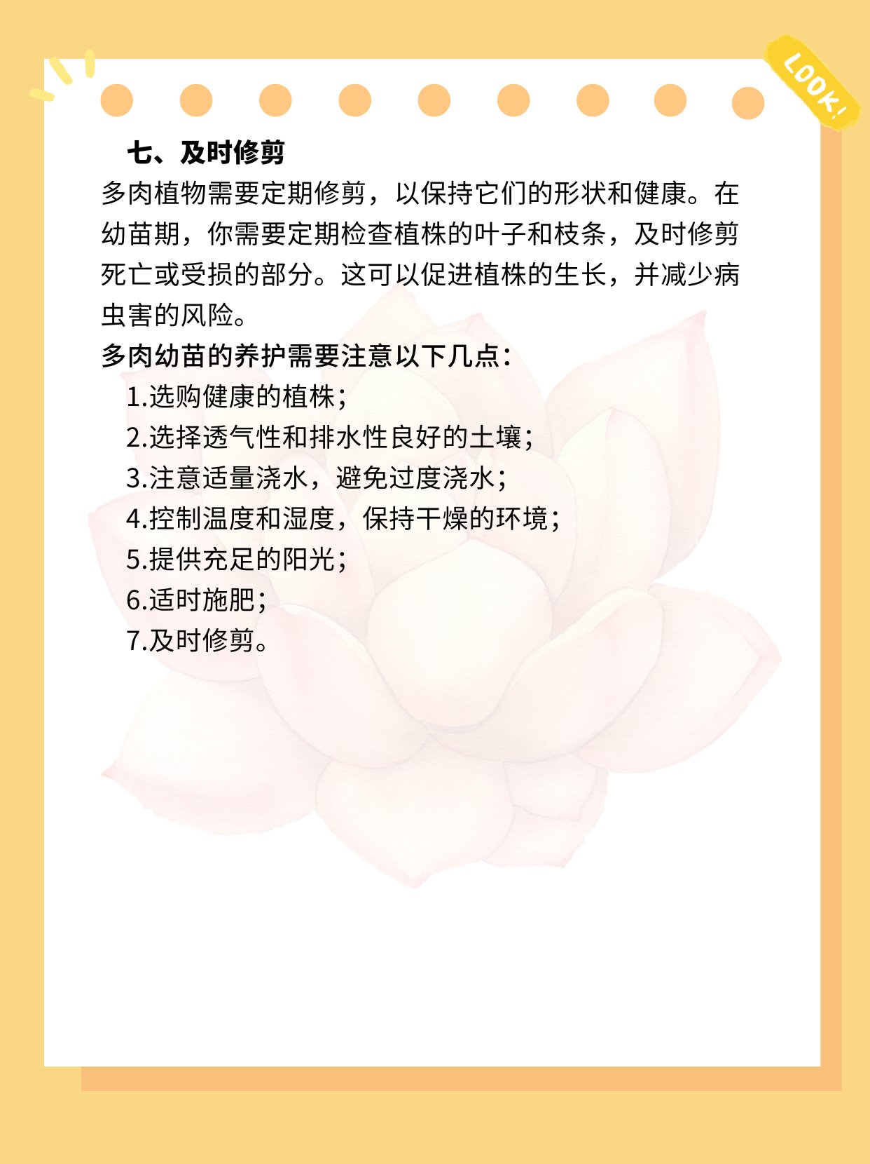 多肉幼苗怎么养? 根系发达