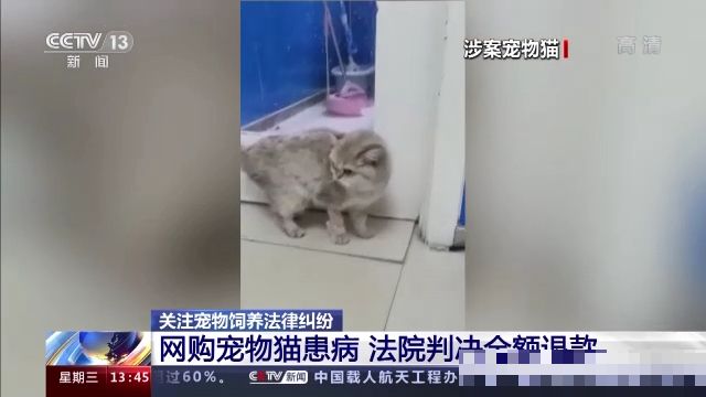 网购宠物的「七日之痛」,「毛病」出在哪了呢?该如何避免呢? 文章目录