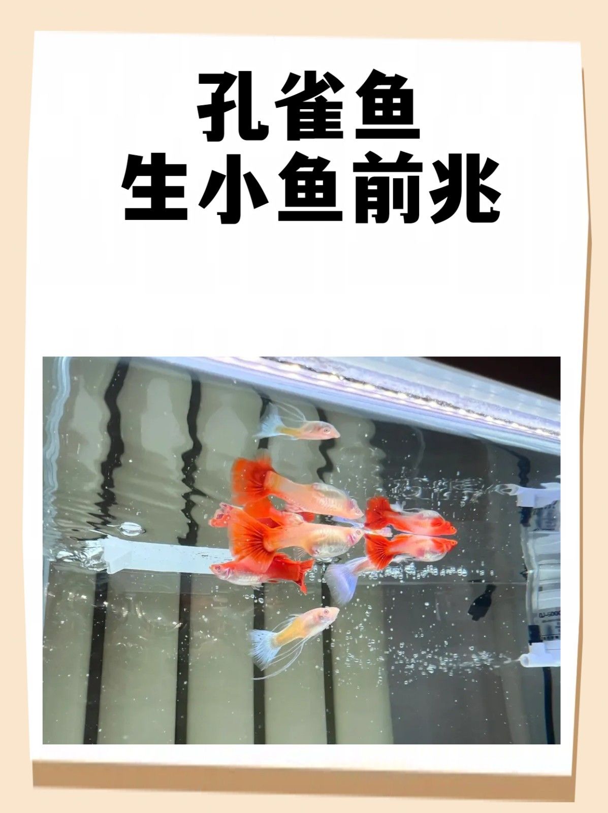 孔雀鱼生小鱼前兆 文章目录