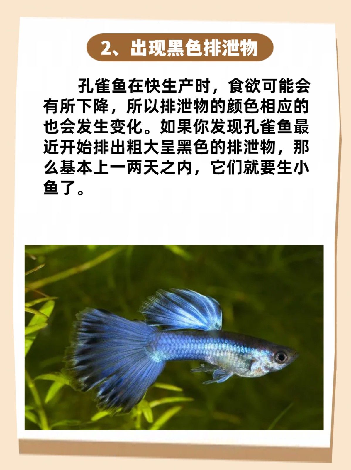 孔雀鱼生小鱼前兆 最近发现家里的孔雀鱼肚子变得有点大