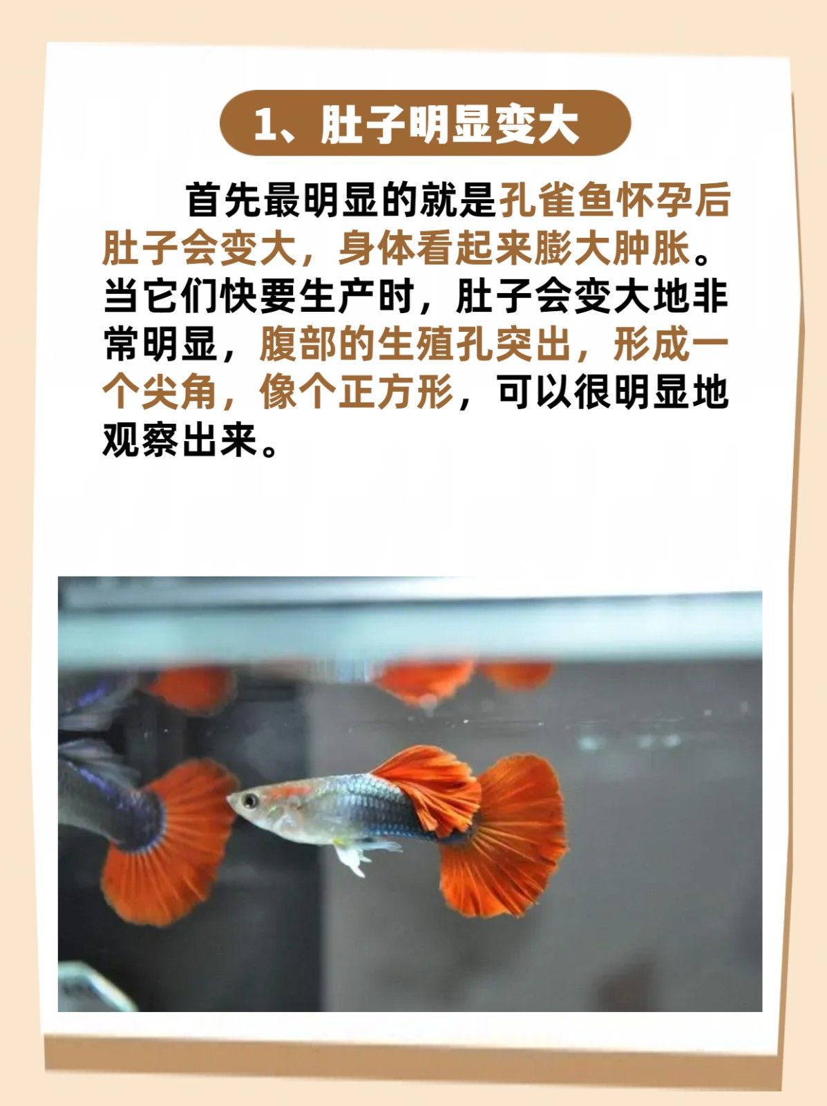 孔雀鱼生小鱼前兆 孔雀鱼生小鱼前兆