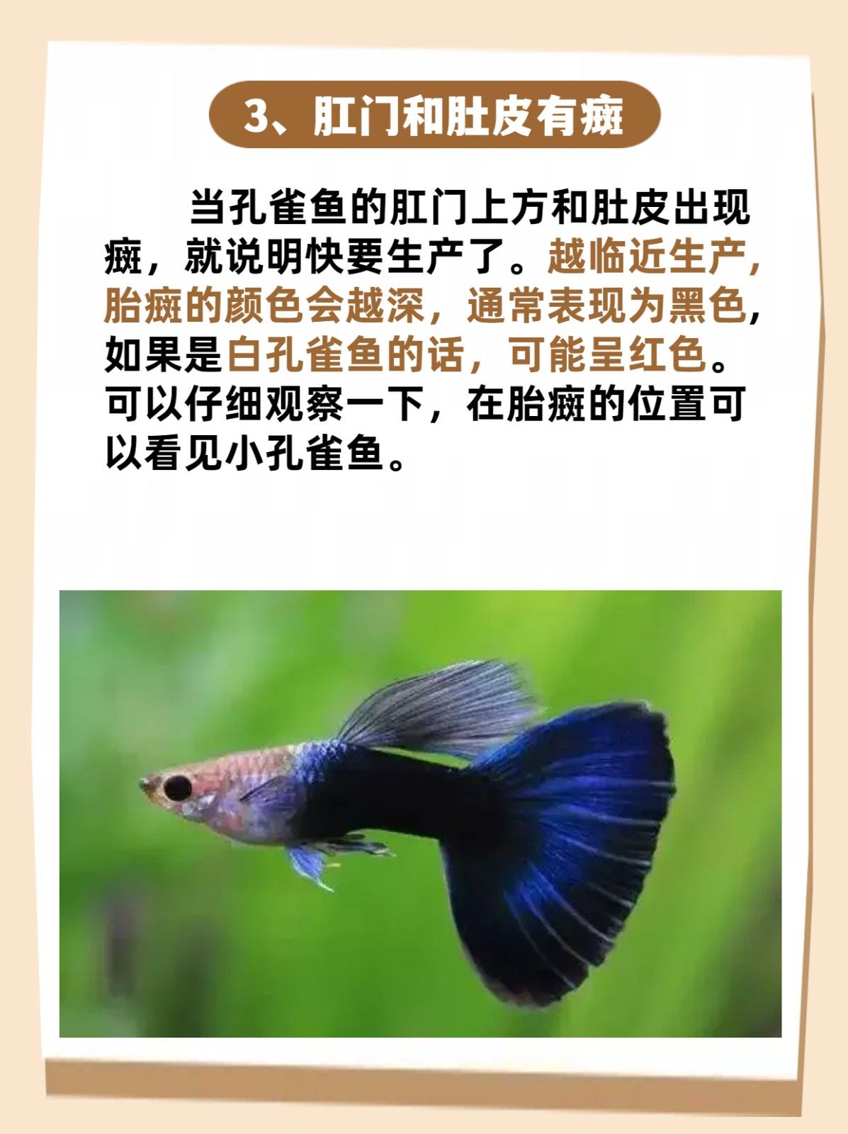 孔雀鱼生小鱼前兆 排泄物还变成了黑色