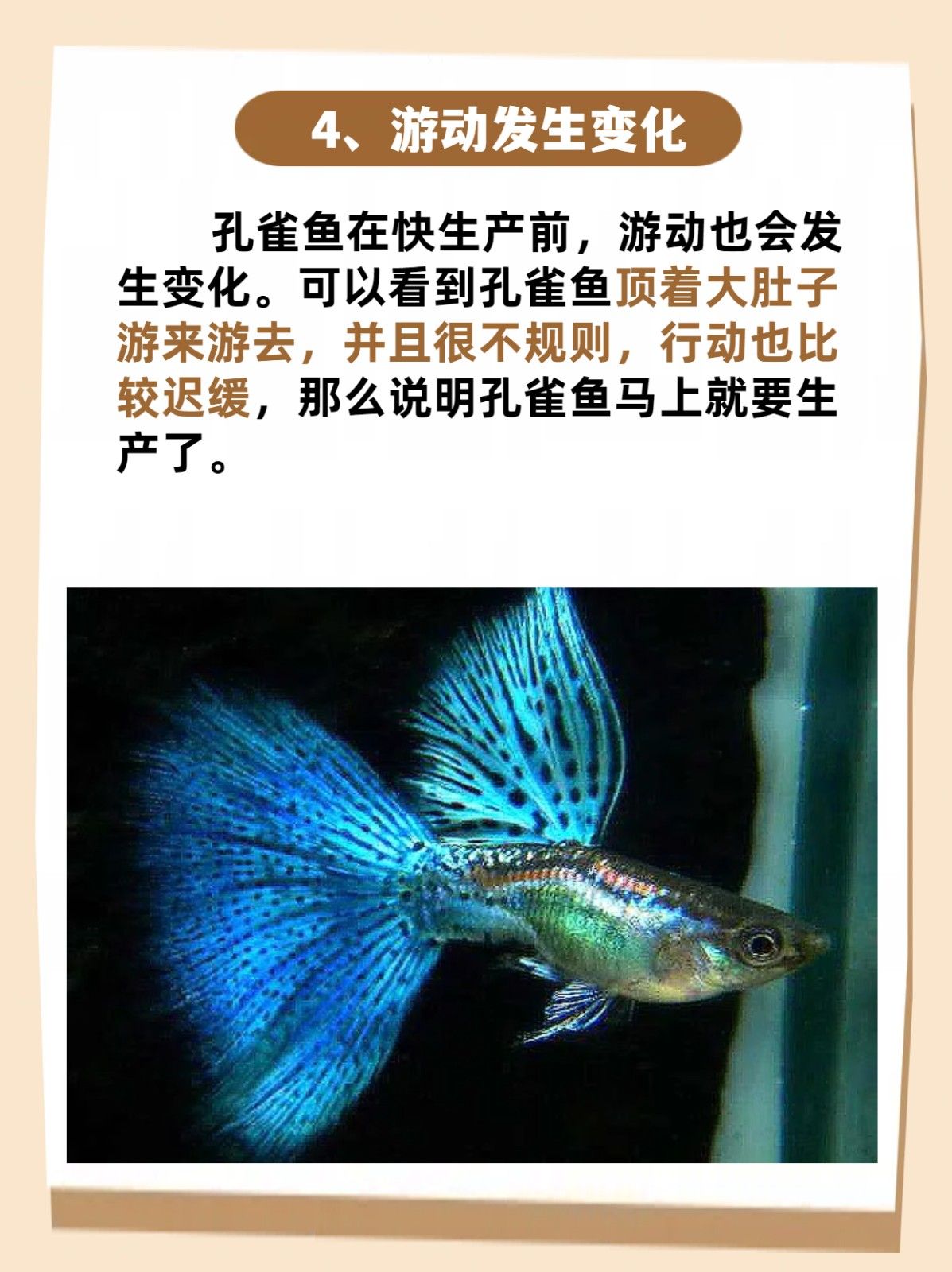 孔雀鱼生小鱼前兆 同题参见我以为生病了