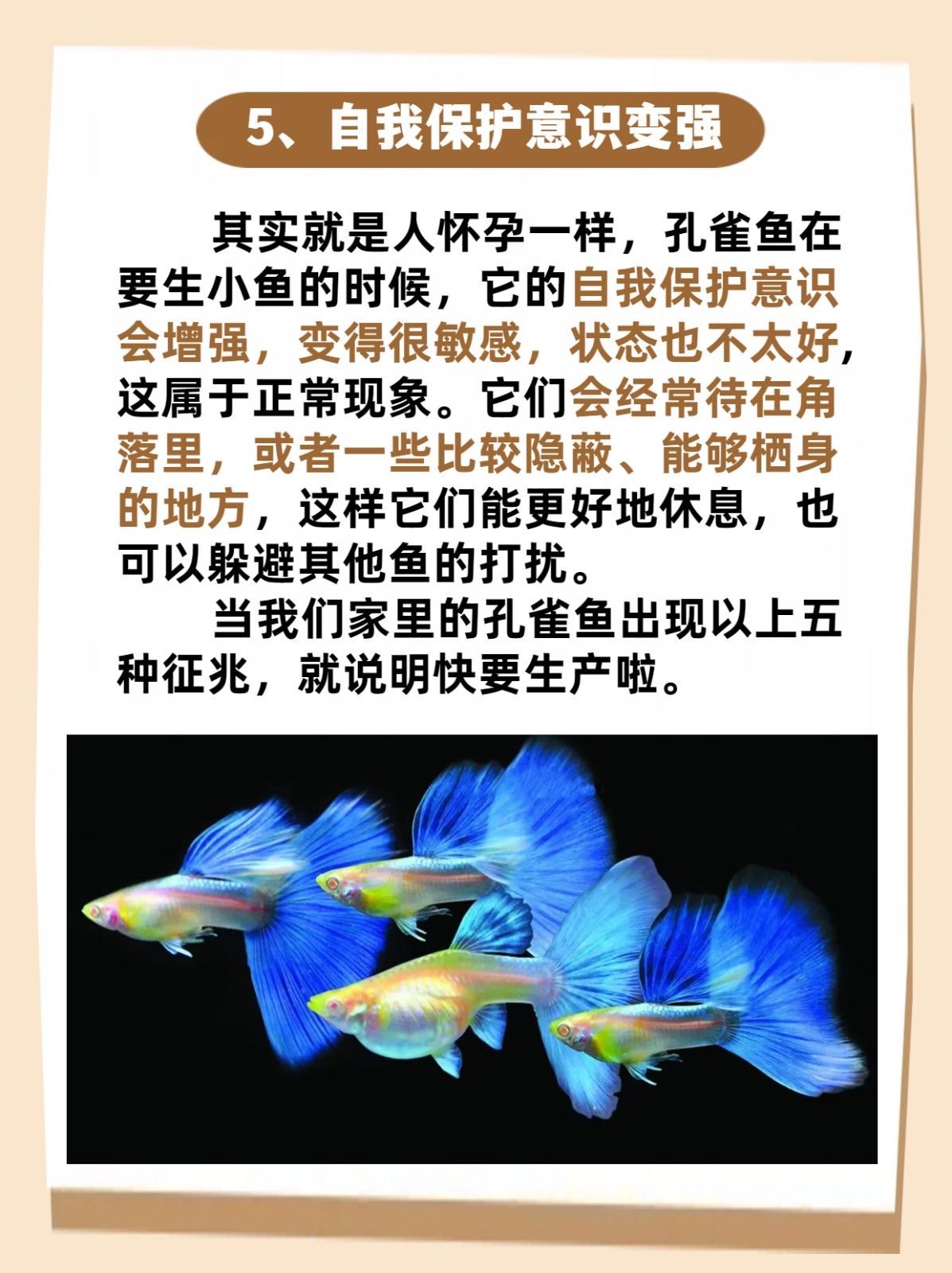 孔雀鱼生小鱼前兆 赶紧叫了懂鱼的朋友来家里看
