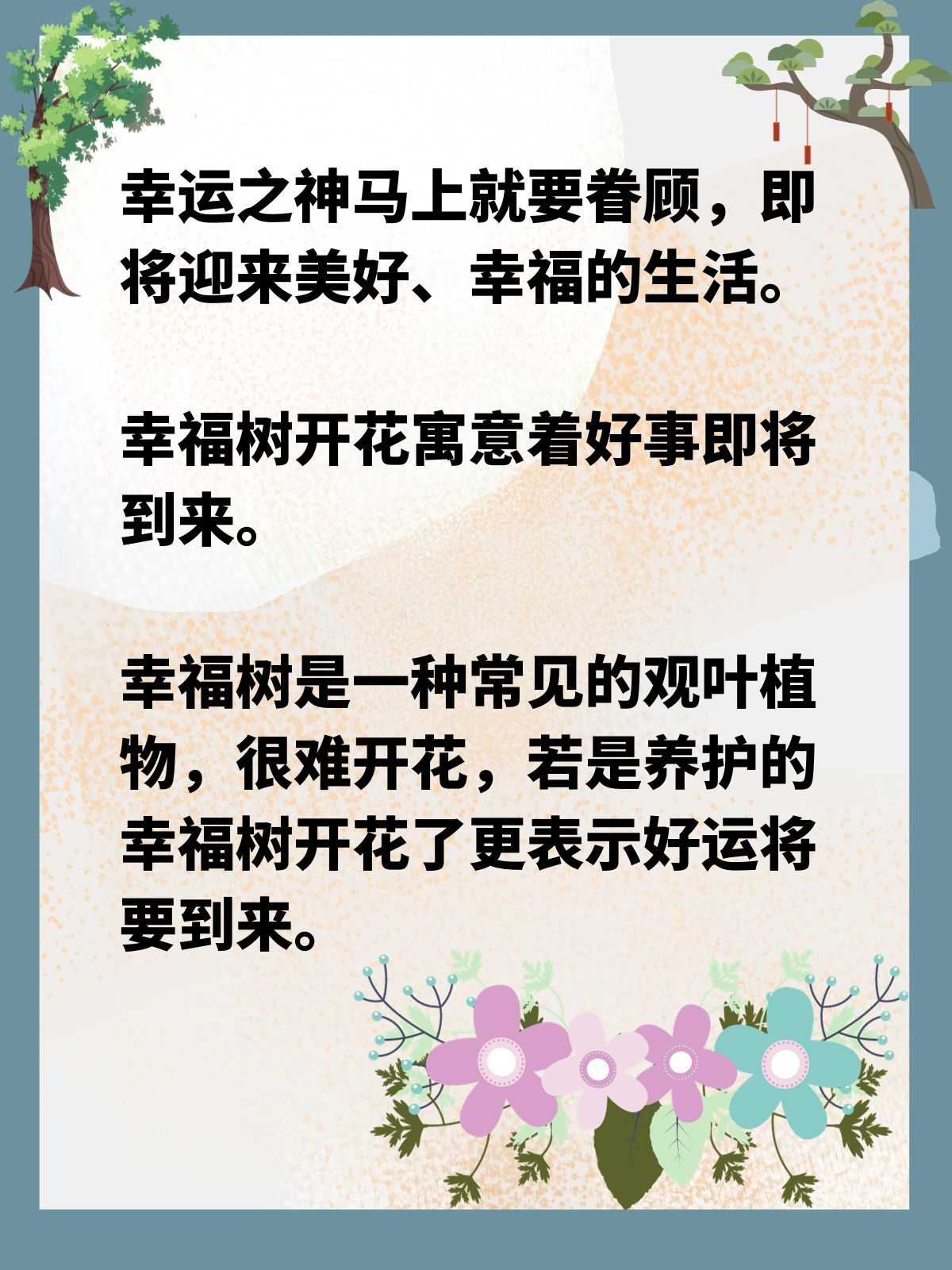 幸福树开花寓意着家庭幸福美满