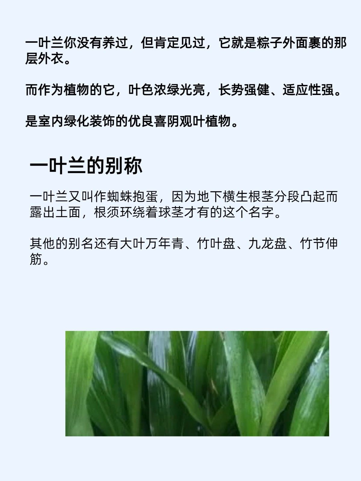 对照阅读幸福树是一种观叶植物
