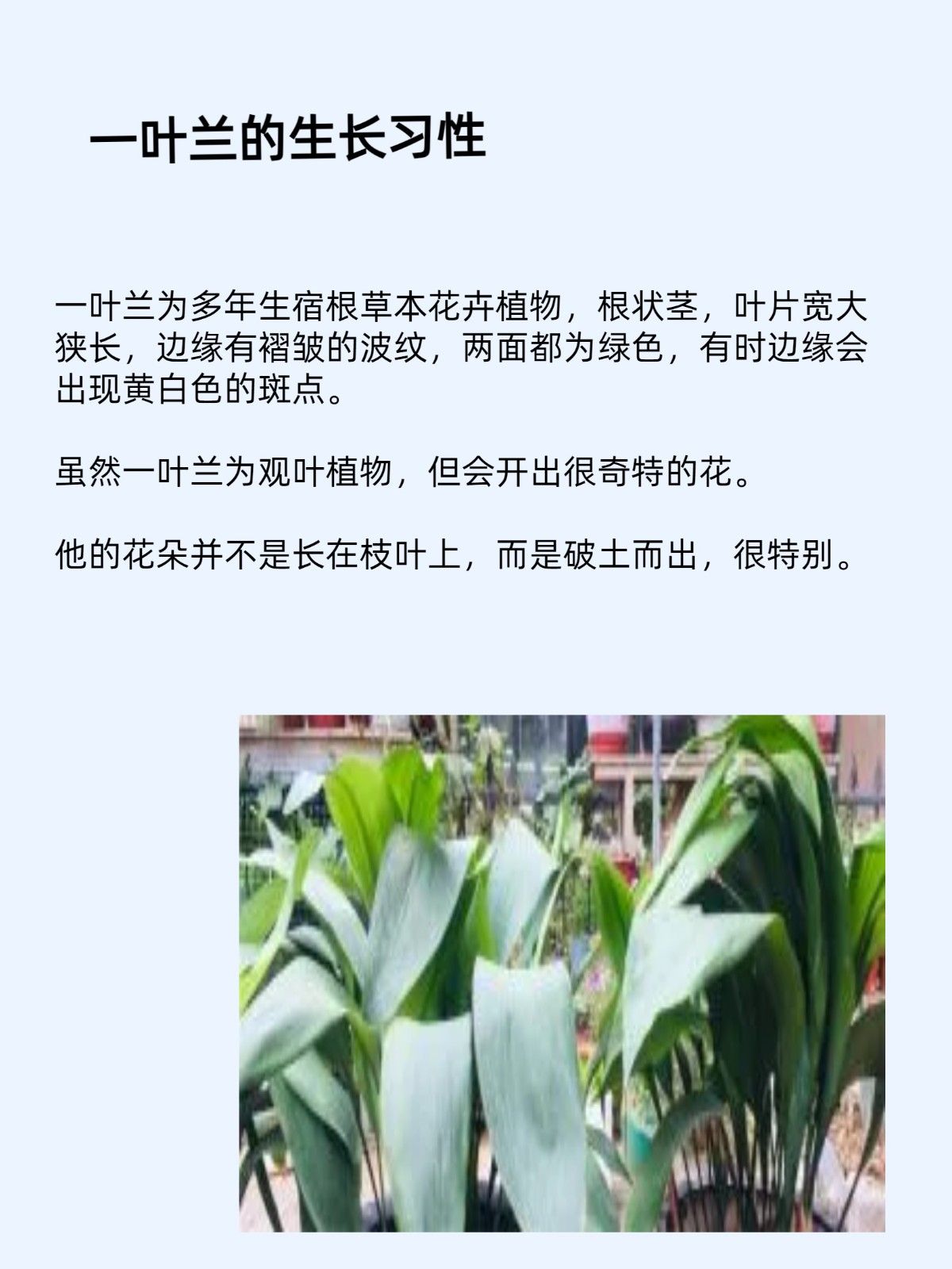 正常条件下很难开花