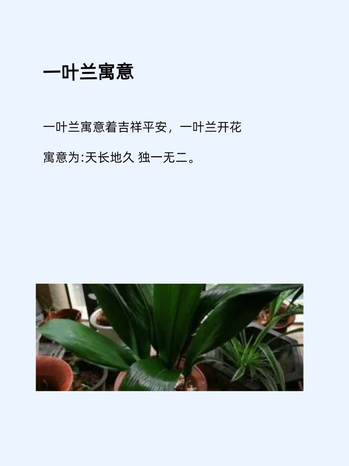 若是养殖期间出现绽放花朵的现象