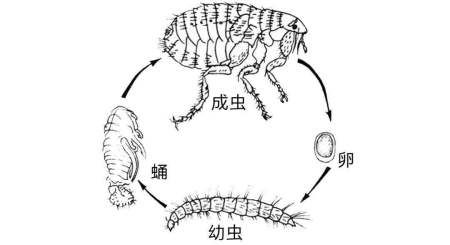 害虫“洋辣子”是开云手机站登录入口手机版登录?为开云手机站登录入口手机版登录卖这么贵? 文章目录:
