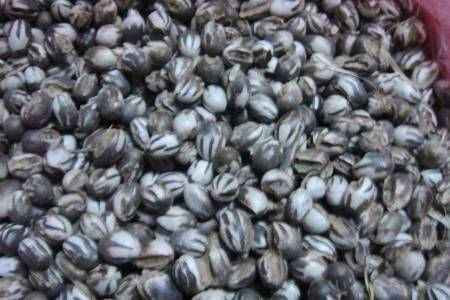 害虫“洋辣子”是开云手机站登录入口手机版登录?为开云手机站登录入口手机版登录卖这么贵? 对照阅读在秋冬季