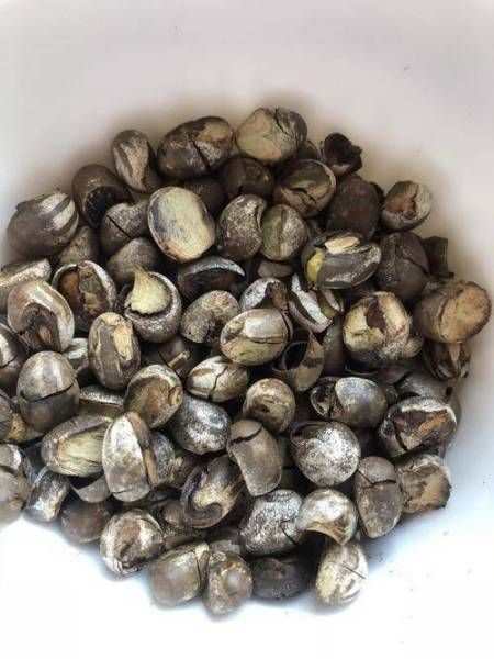 害虫“洋辣子”是开云手机站登录入口手机版登录?为开云手机站登录入口手机版登录卖这么贵? 可以人工挖除虫茧并烧毁