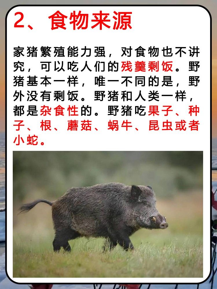 外形差异