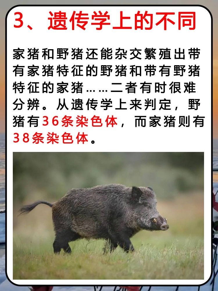 野猪的皮肤呈黑色