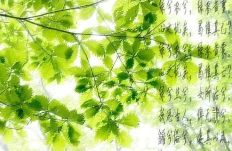 绿衣诗经注音及译文 文章目录:
