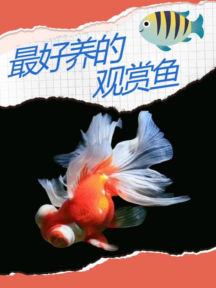 最好养的观赏鱼 文章目录