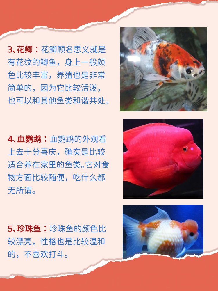 最好养的观赏鱼 很多小伙伴觉得观赏鱼太难养了