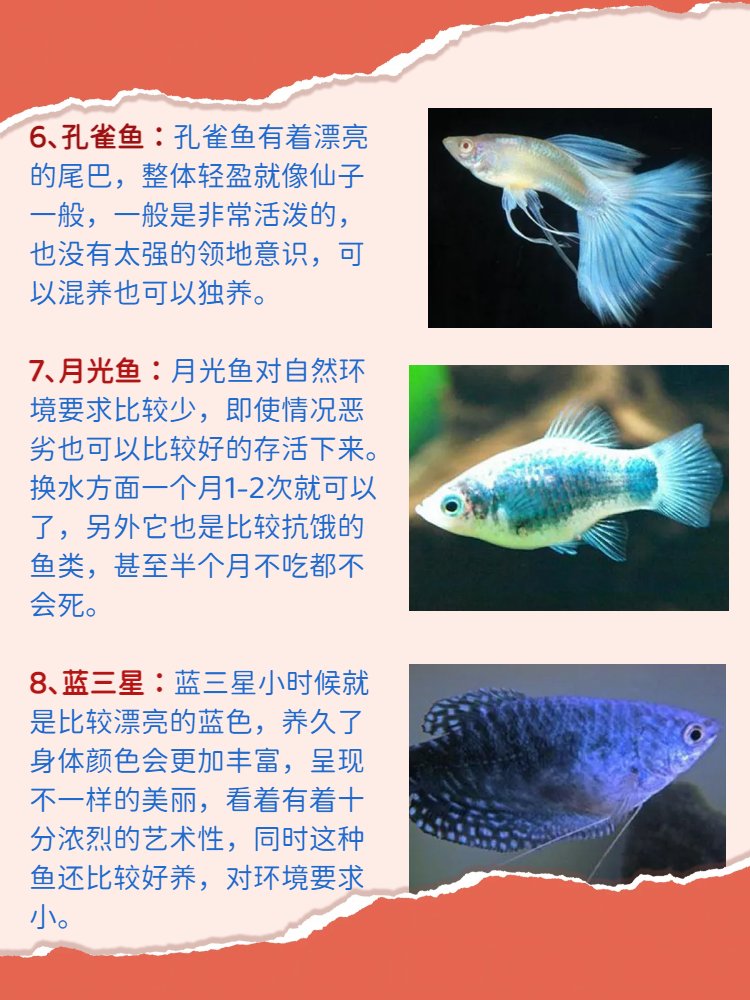 最好养的观赏鱼 一不小心就容易死