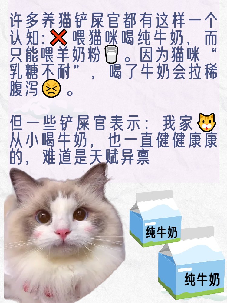 猫咪可以喝纯牛奶吗 口感和风味以及价格等方面存在差异