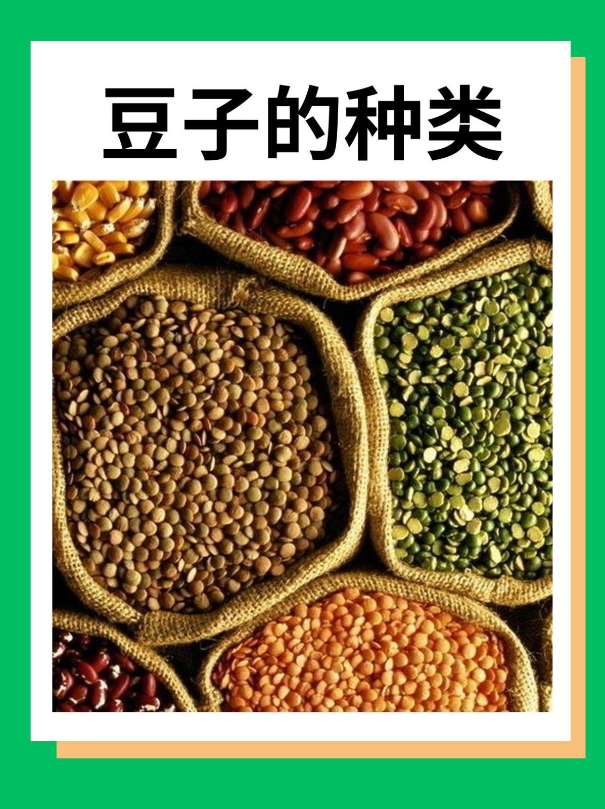 豆子的种类 文章目录
